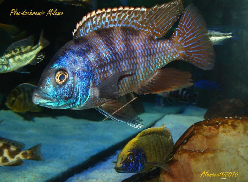 Placidochromis milomo